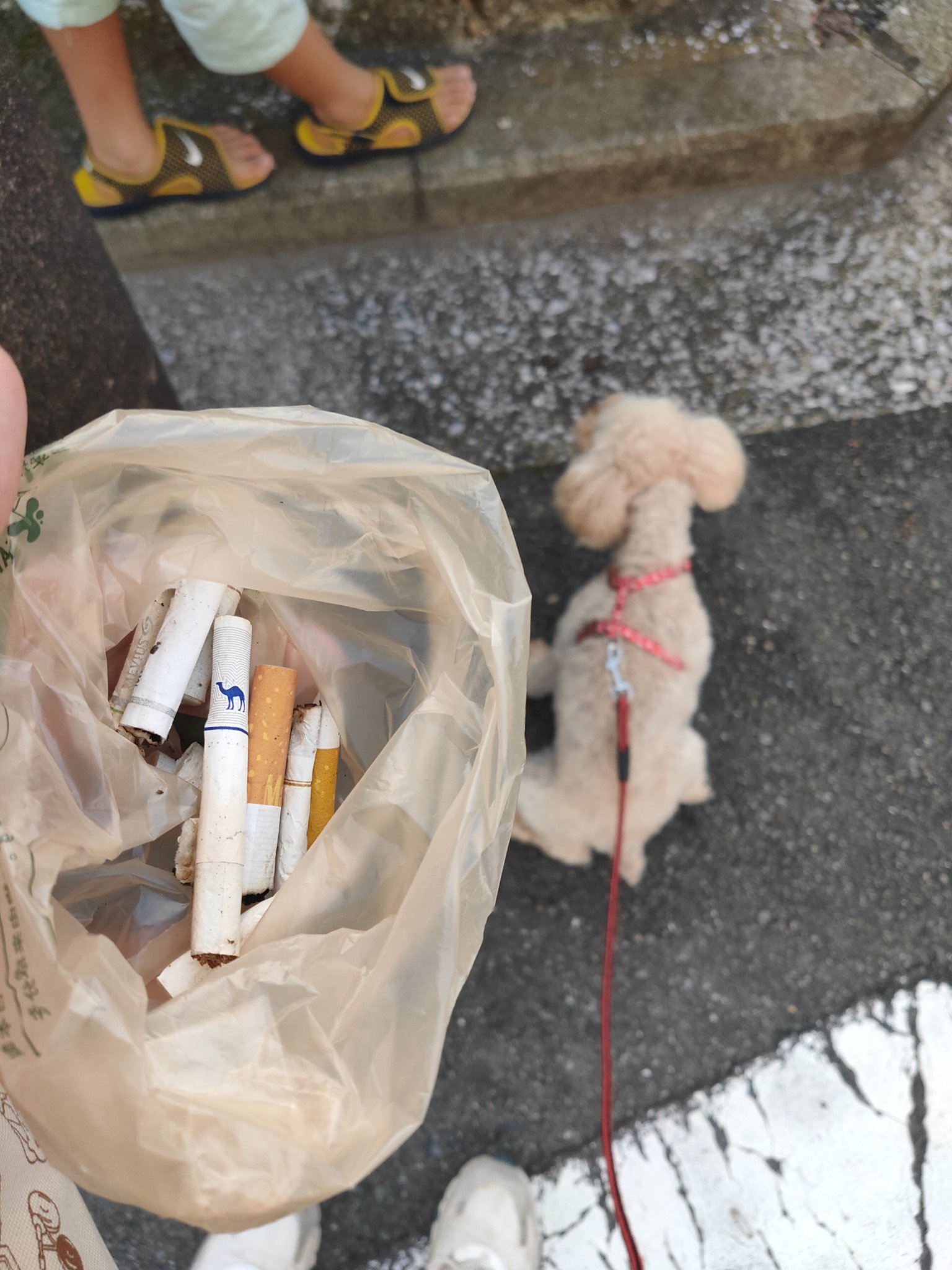 犬の誤飲 Twitter Search Twitter
