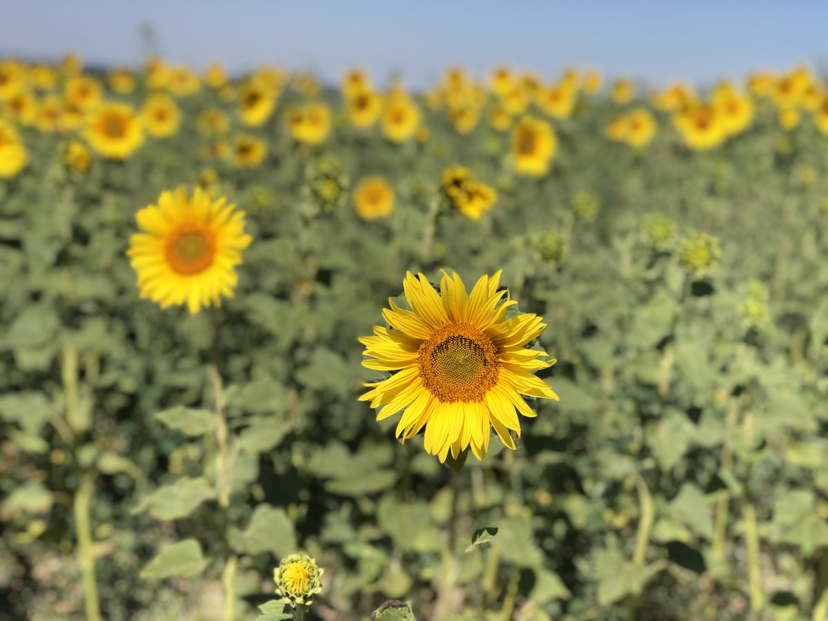 CamValleyCRP's tweet photo. Why not #ExploreTheGreatOutdoors along the #CambridgeLine for a greener day out! Cycle or bus to @HitchinLavender from the station. Sunflowers also available to pick! https://t.co/U4tcvKWfmp @VisitHertsUK @TLRailUK @GNRailUK @ScenicRailBrit #daytripsbytrain https://t.co/hVzJyYs8zk