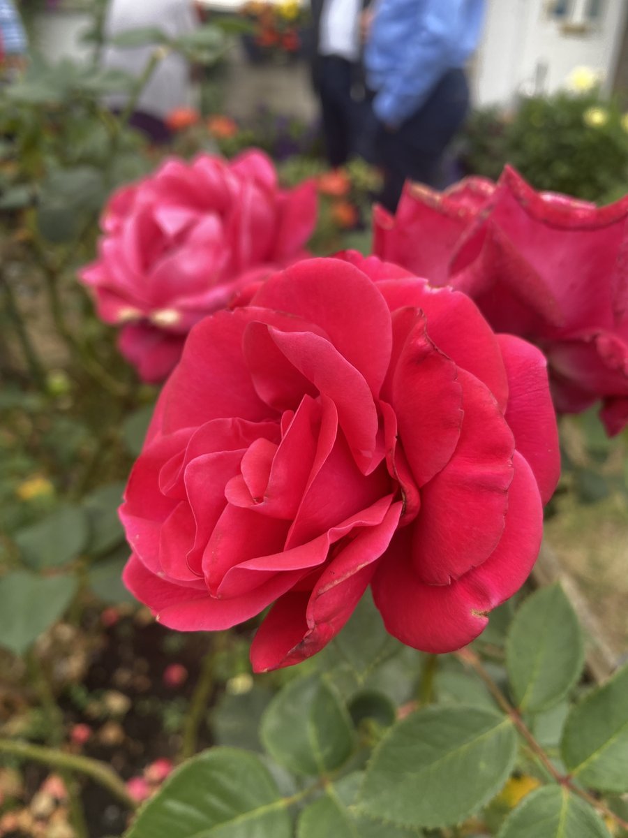 Homes in Sedgemoor tweet media