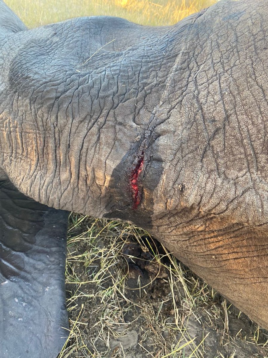 VicFallsWildlifeTrust tweet media