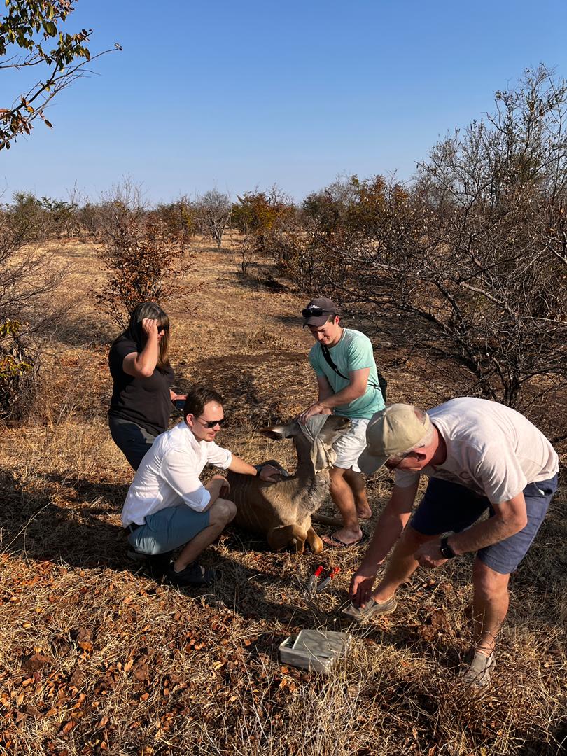 VicFallsWildlifeTrust tweet media