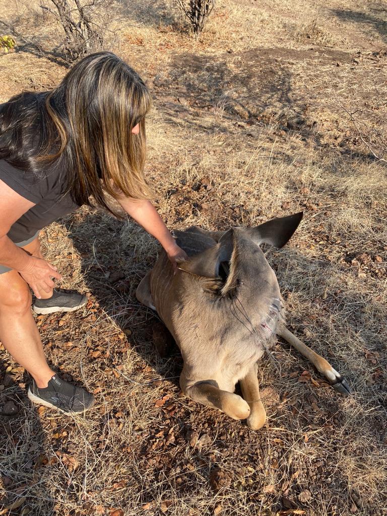 VicFallsWildlifeTrust tweet media