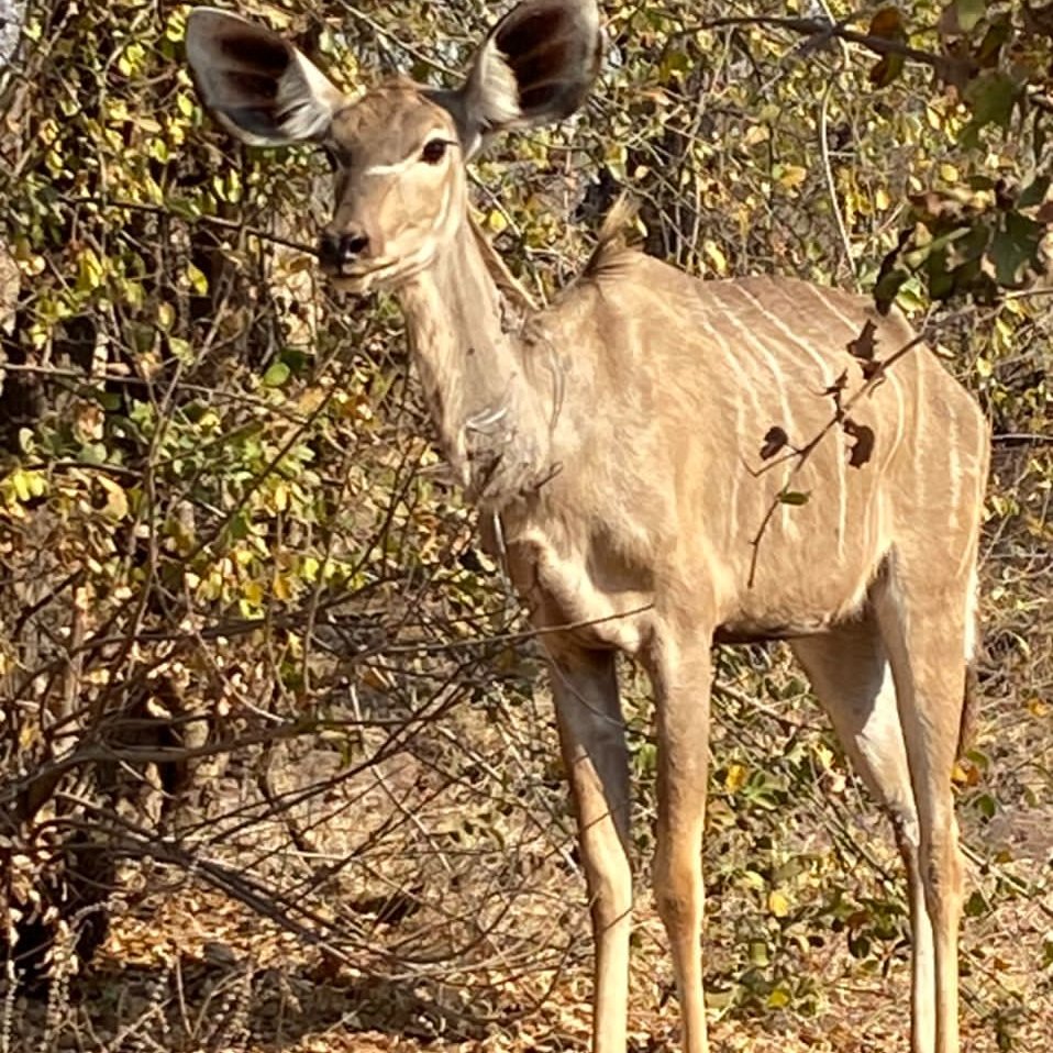 VicFallsWildlifeTrust tweet media