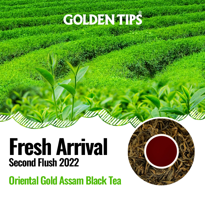 GoldenTipsTea's tweet photo. SHOP NOW: https://t.co/3XlF7l0t5K
✅This very fine tea plucked on International Tea Day, from select bushes in the Meenglas Estate in scenic Dooars has been processed using tender leaves.
.
#SecondFlush2022 #SummerTeas #AssamTea #GoldenTipsTea #Teas https://t.co/GRnk4tNpvW