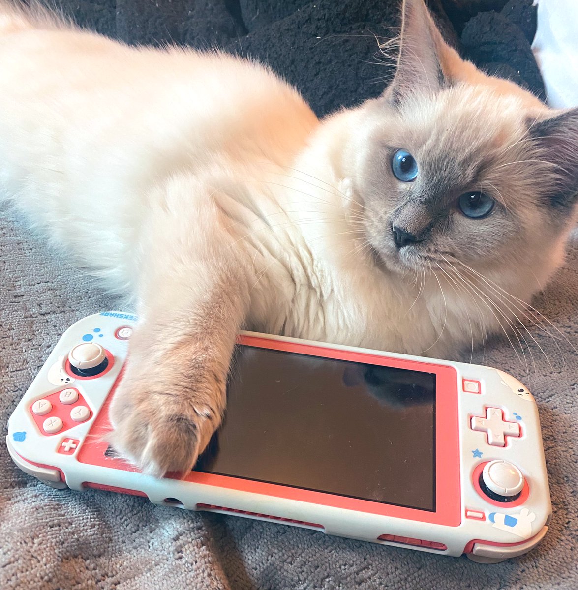 MarieRagdoll's tweet photo. I plays, but what shall I plays? 🥺 https://t.co/G5YZjKBbGk