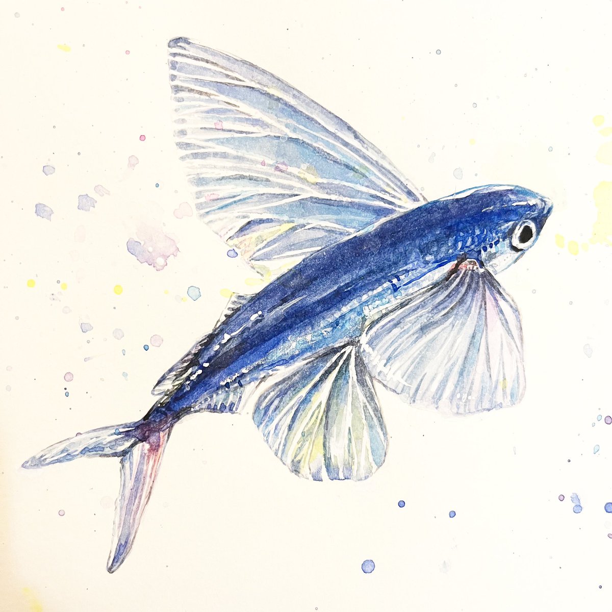 “Weeeeeeee~”

#飛魚
#flyingfish 
#トビウオ

#watercolor #水彩 
#魚 #fish #sketchbook #watercolorfish #fishillustration #watercolorjournal #watercolorsketch #スケッチブック #手帳スケッチ #魚図鑑 #魚イラスト
#moleskine