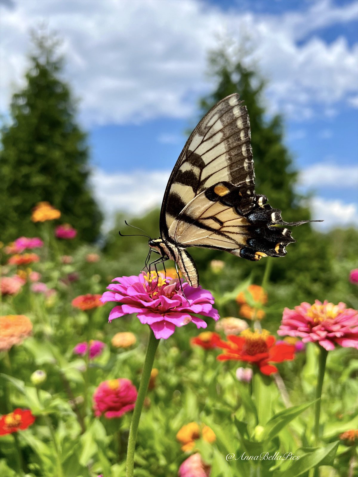 🌱Annie🌸📷 on Twitter: 🌱Annie🌸📷 on Twitter:
