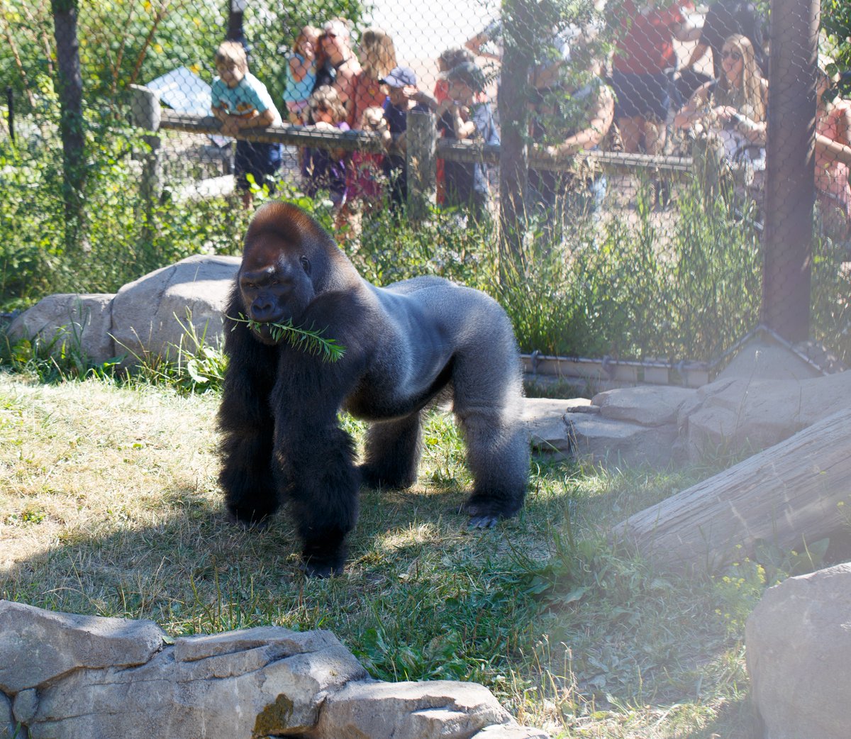 Como Friends tweet media