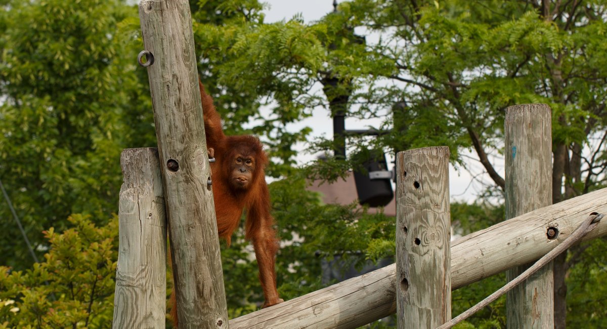 Como Friends tweet media