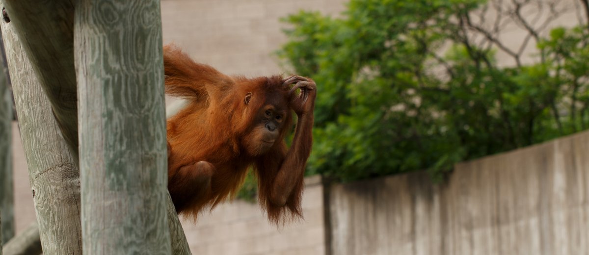 Como Friends tweet media