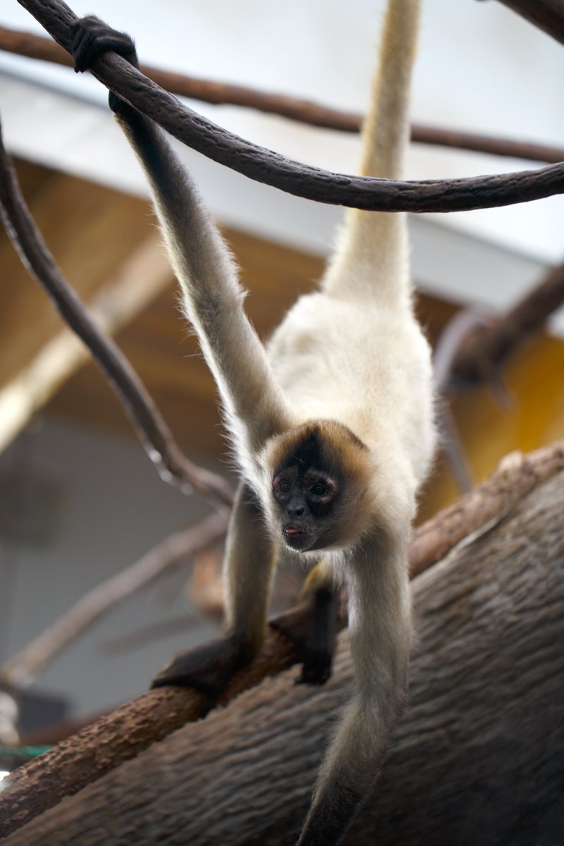 Como Friends tweet media