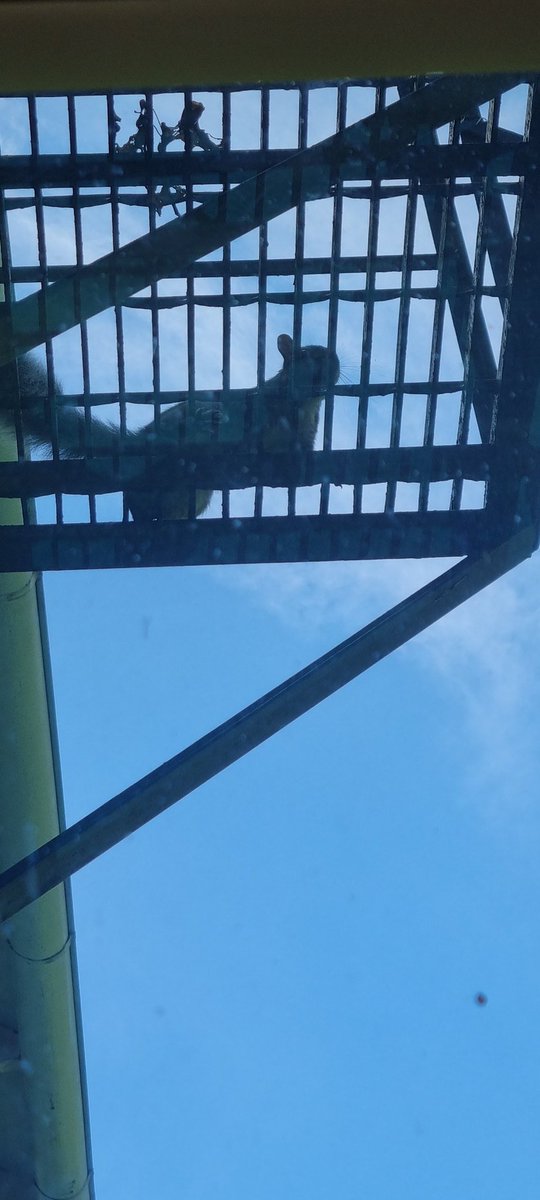 Skemmtileg staðreynd frá Bandaríkjunum, NY-fylki: Íkornarnir hér eru gríðarstórar, ófrýnilegar rottur með skott sem sniglast í sífellu í kringum húsið manns (og klifra upp á það) í leit að æti. Ég sem hélt að þeir ættu að vera krúttlegir en ekki PLÁGA.