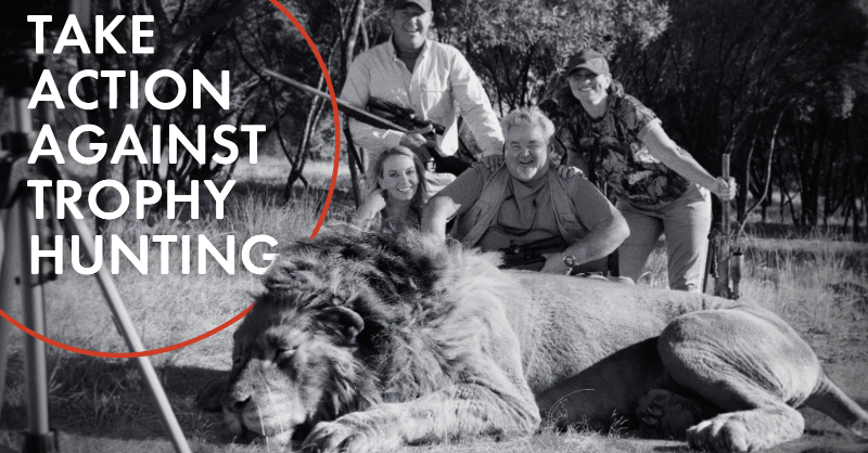 MoveTheWorld's tweet photo. Help to end the cruel 'sport' of trophy hunting.