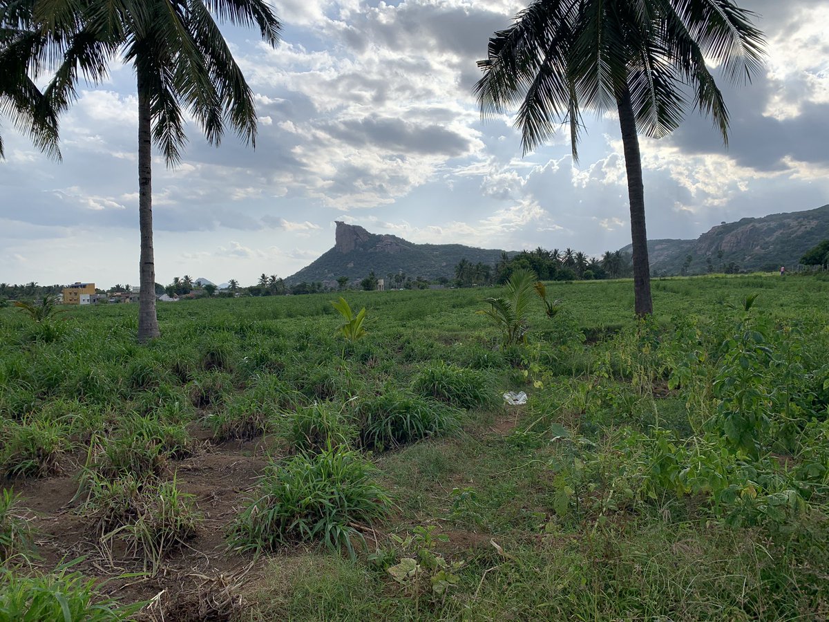 BarlowBio's tweet image. Grateful to start my RA work in Vellore, India. Trapping rodents and searching for “chigger” mites with Ricketsiall bacterial infections. Any tips on dealing with extreme heat are very welcome !