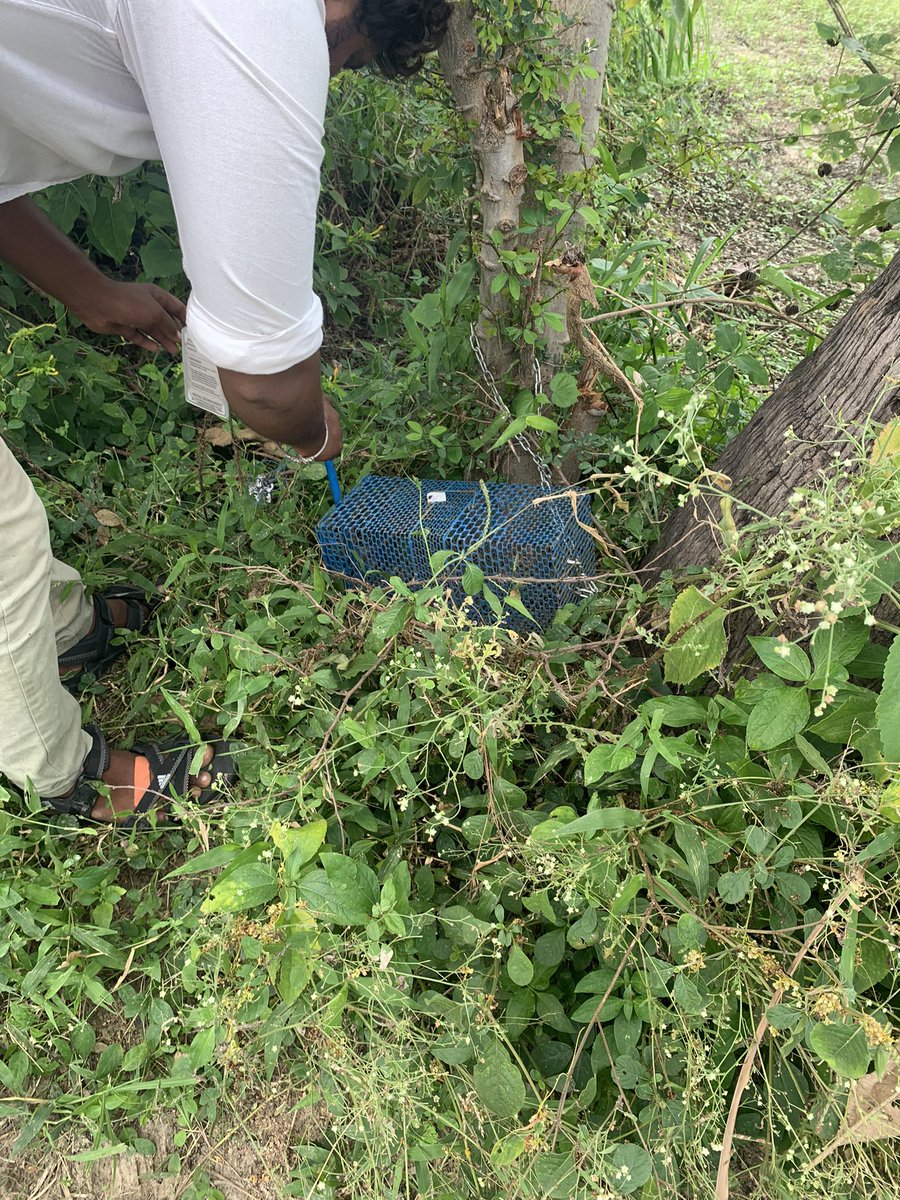 BarlowBio's tweet image. Grateful to start my RA work in Vellore, India. Trapping rodents and searching for “chigger” mites with Ricketsiall bacterial infections. Any tips on dealing with extreme heat are very welcome !