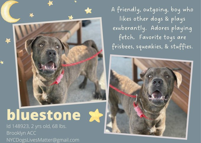 psychicwhisper3's tweet photo. 🔥3 WONDERFUL🐶⚠️On #KillCommands⚠️
💔Due To Be Murdered Any Moment We Need
#FOSTERS NOW 🙏Please HELP! #NYCACC
GRAY Gorgeous Husky 💕
Adorable BLUESTONE 🥰
Stunning THUNDER 🐾
🆘URGENT #RESQ'S NEEDED NOW ‼️
So VLow On #Pledges #RT #FOSTER INFO⬇️ https://t.co/zLcSWVlajb