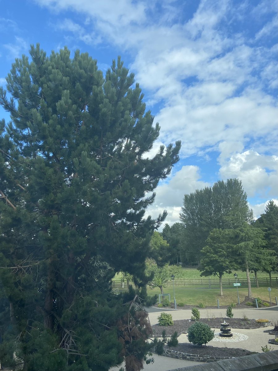 Beautiful sunny evening in Belfast 😎 #britishweather