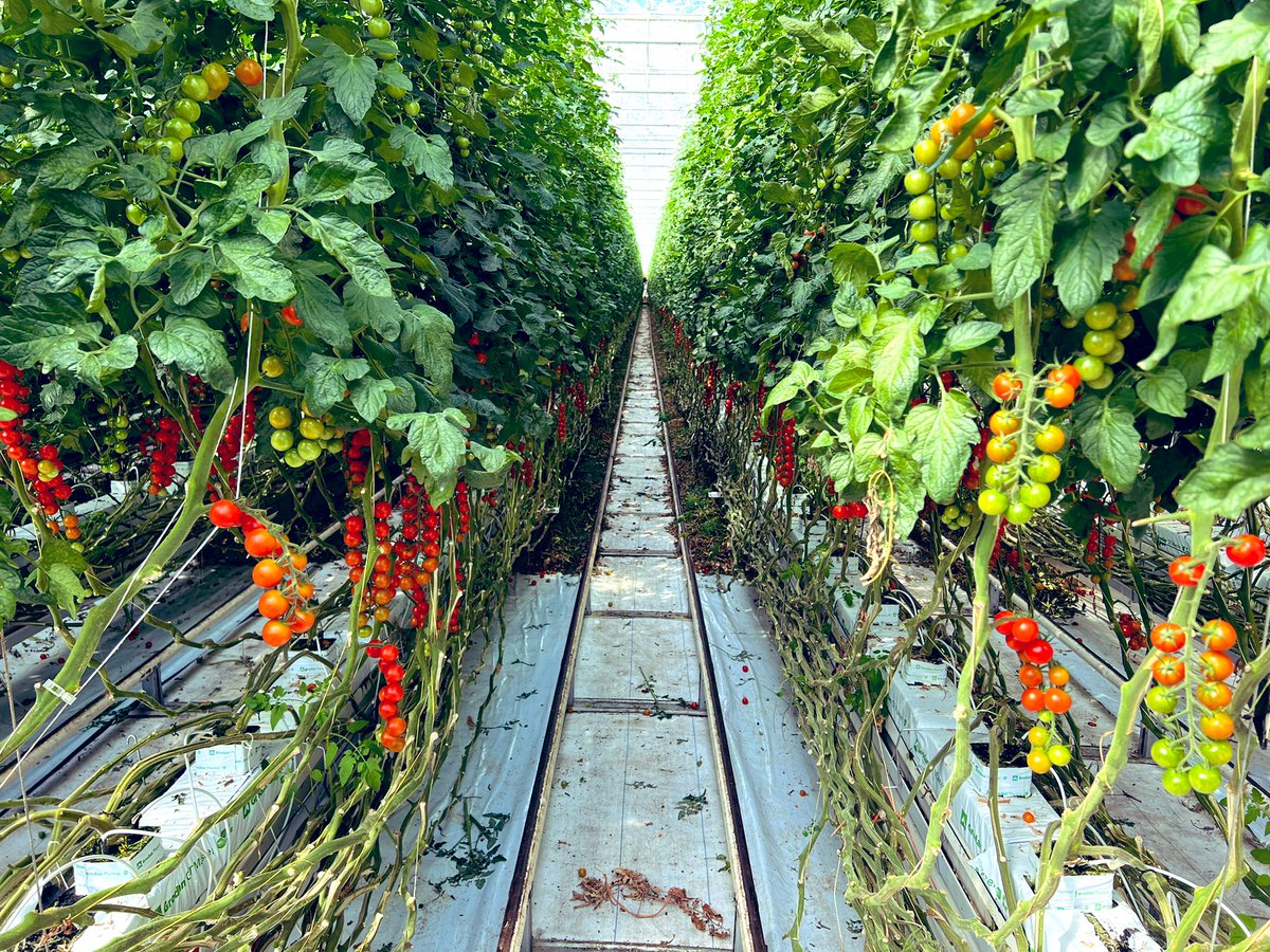 Spent a good chunk of the day surrounded by tomatoes and peppers <a href="/ValleyGrownSala/">Valley Grown Salads</a> talking about ‘wonky’ fruit… 🤣🤣 what a way to start the week! #reporter #news #notwodaysarethesame