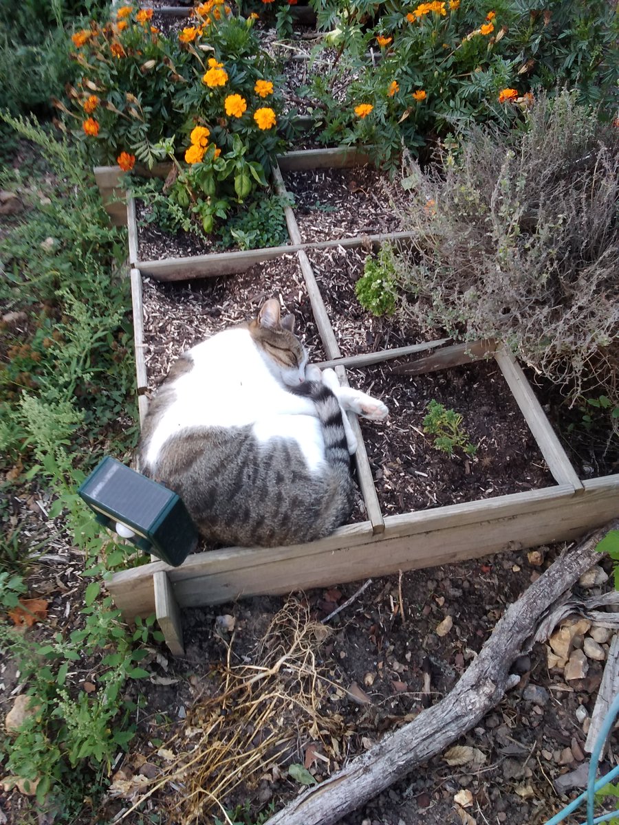 Cizia13's tweet photo. Mon basilic..😊
l'appareil que vous voyez, est à ultra-son pour éviter que les chats viennent dans votre jardin 🤔 https://t.co/BjjA9c35UY