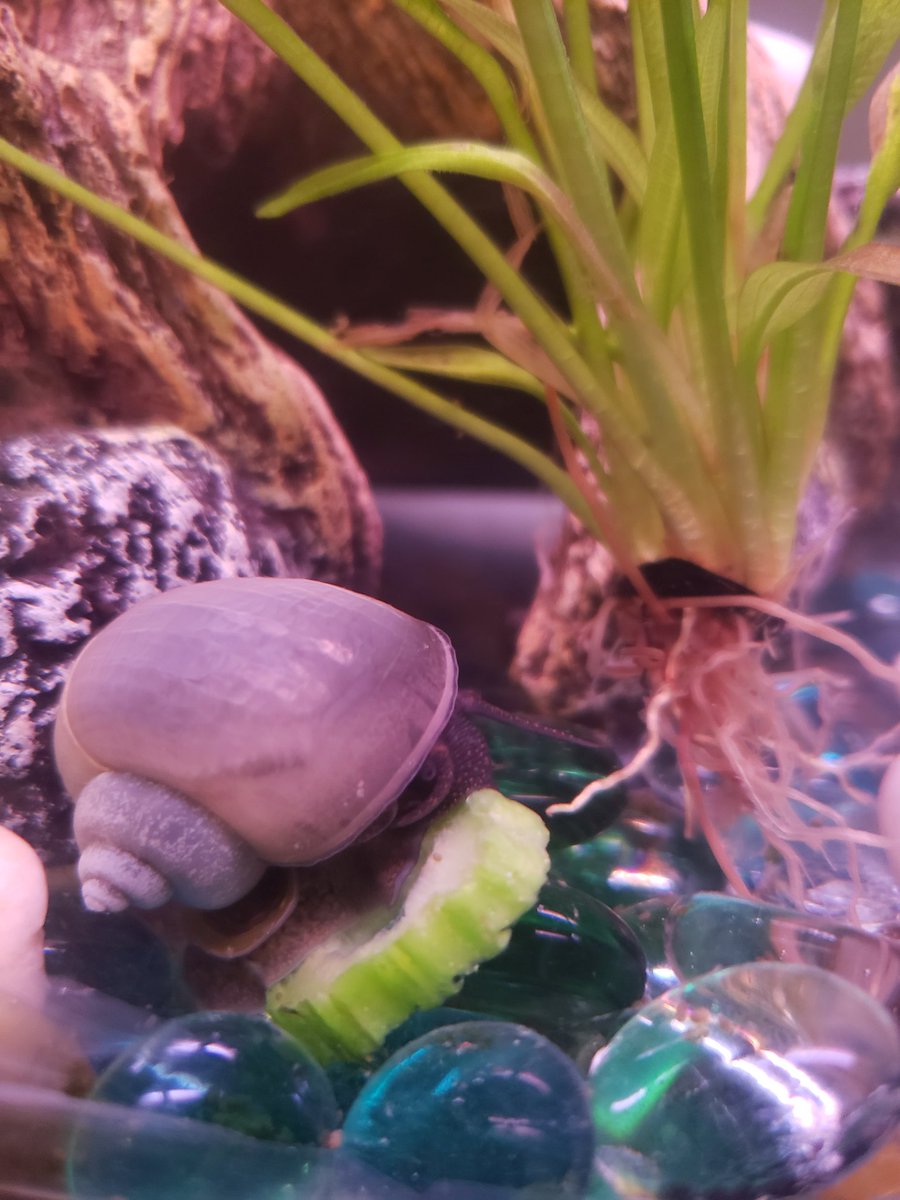 karathenerd's tweet photo. my beautiful snon (snail son) eating a healthy lunch of boiled cucumber! https://t.co/UenJsJyB8g