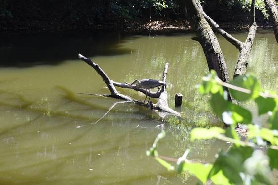 WillemsGabriele's tweet photo. Wir geben dem Land NRW nicht nur seinen Raum – sondern auch Lebensraum. Deshalb haben wir die #Schlossgräfte #Münster von Sediment und Ablagerungen befreit, um so die Heimat zahlreicher Fischreiher, Wasserschildkröten, Karpfen u.a. langfristig zu erhalten. #BLBNRW #Nachhaltigkeit https://t.co/dpjhb9Mdz1