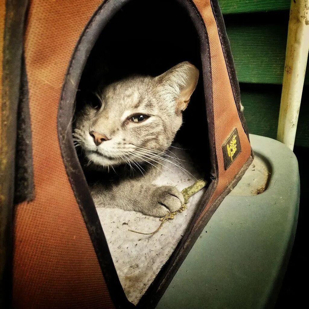 xperientialEd's tweet photo. She's living her best life and she knows it! #bestlife #grattitude #communitycats #connectwithnature https://t.co/ouFX4Hz6wT https://t.co/ENH90ecsyb