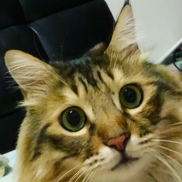 RongRong_thecat's tweet photo. 🤩🤩

#cats #CatsOfTwitter #CatsLover #Caturday https://t.co/aFAveOYOfm