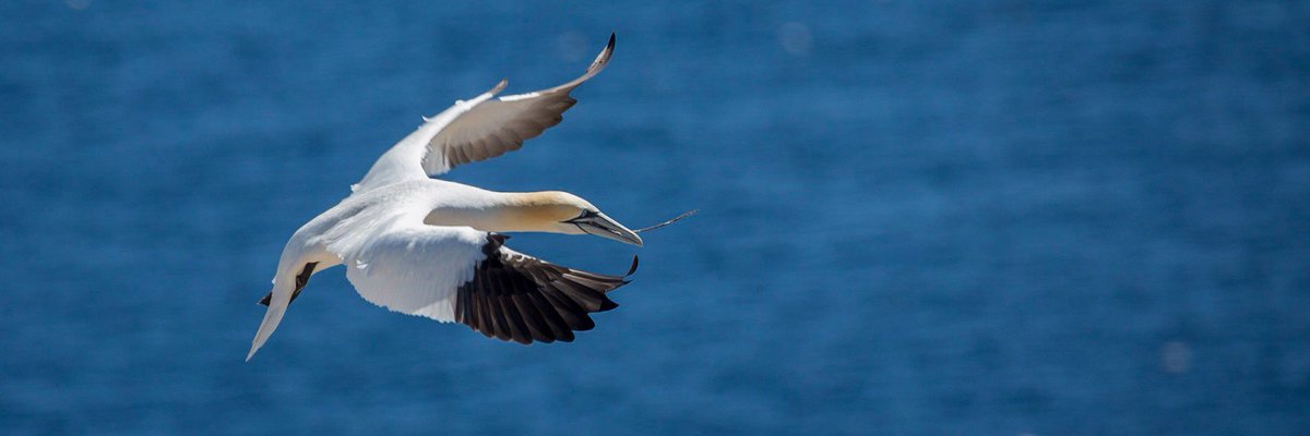 stuteur's tweet photo. Atterrir
#bird #oiseau #quebec #canada #bonnaventure #flying #canon #sigma #sea #wildlife #photography #photo https://t.co/VDbO7ptd8s