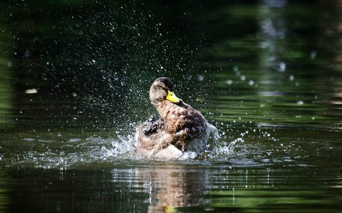 Join us for a quacking good time! Visit a specialized wetland from your home with @DucksUnlimited. We’ll see waterfowl and wildlife, and learn what they do to conserve, restore and manage wetlands and grasslands. Sign up now: bit.ly/3TiYxou #SummerStartsEPL #YEGKids