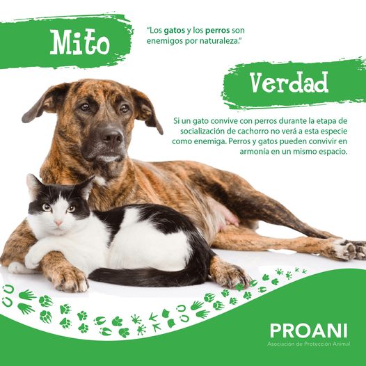 ProaniHonduras's tweet photo. #díadelgato #diadelgato🐱 #educandoHondurasatravesdelosanimales #educandohondurasatravesdelosanimales #SanPedroSula #SabiasQue #mitoyverdades #diadelgato #sabiasqué #sabíasque #mitoyverdad https://t.co/EpusxYY6OT