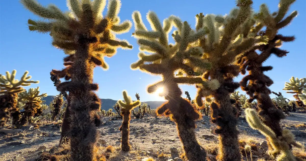 Melamorsicata.it tweet media