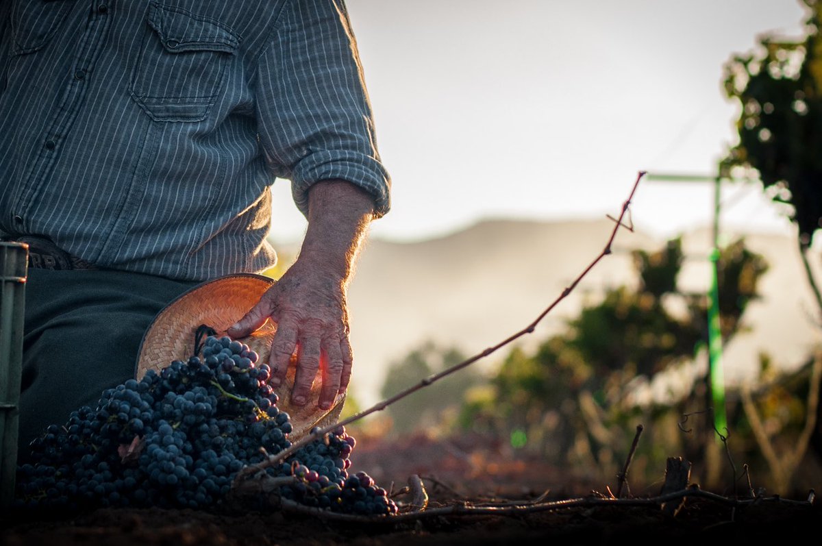 Manos mexicanas haciendo vino con nobleza mexicana, Barón Balch’é.

#baronbalche #vendimia2022