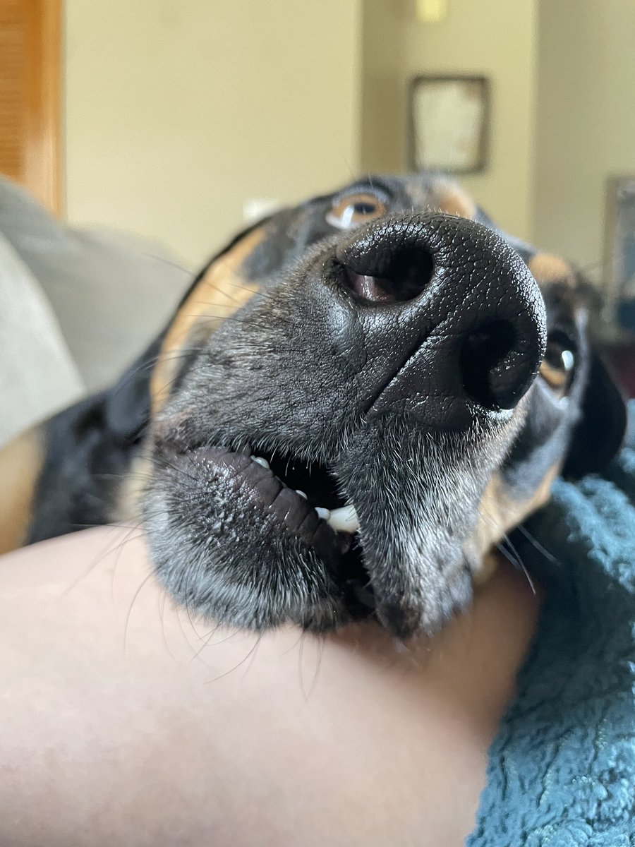 AKappy22's tweet photo. It’s been a while but here’s more doofus https://t.co/jHfz1YSGbD