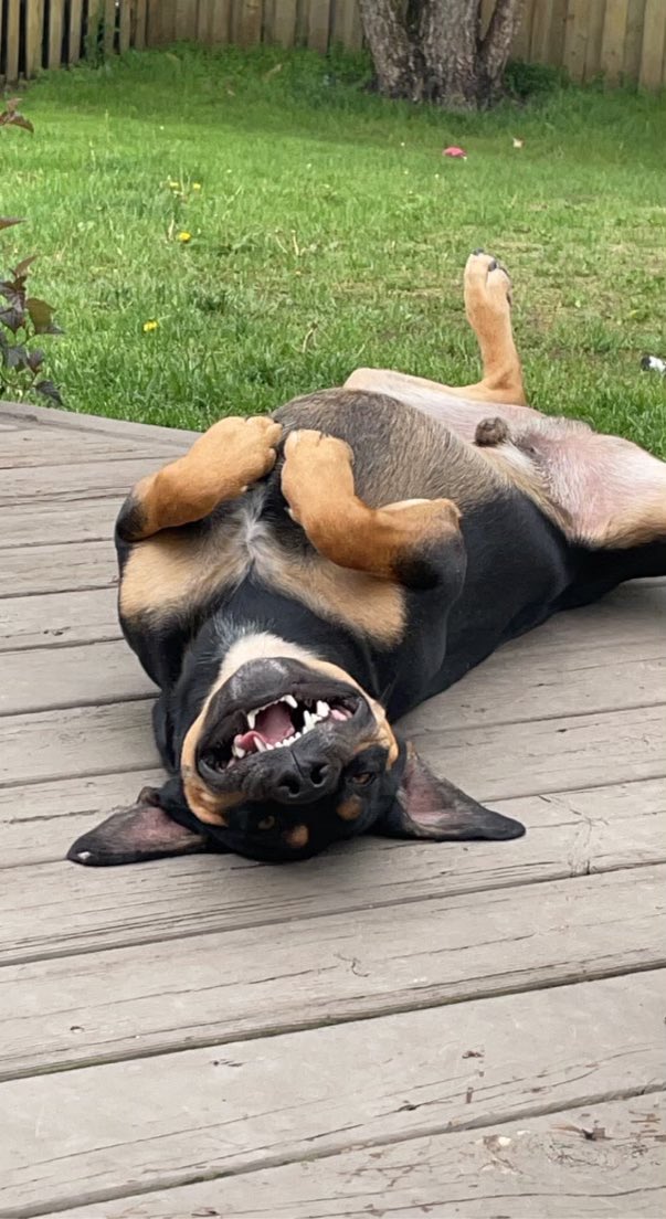 AKappy22's tweet photo. It’s been a while but here’s more doofus https://t.co/jHfz1YSGbD