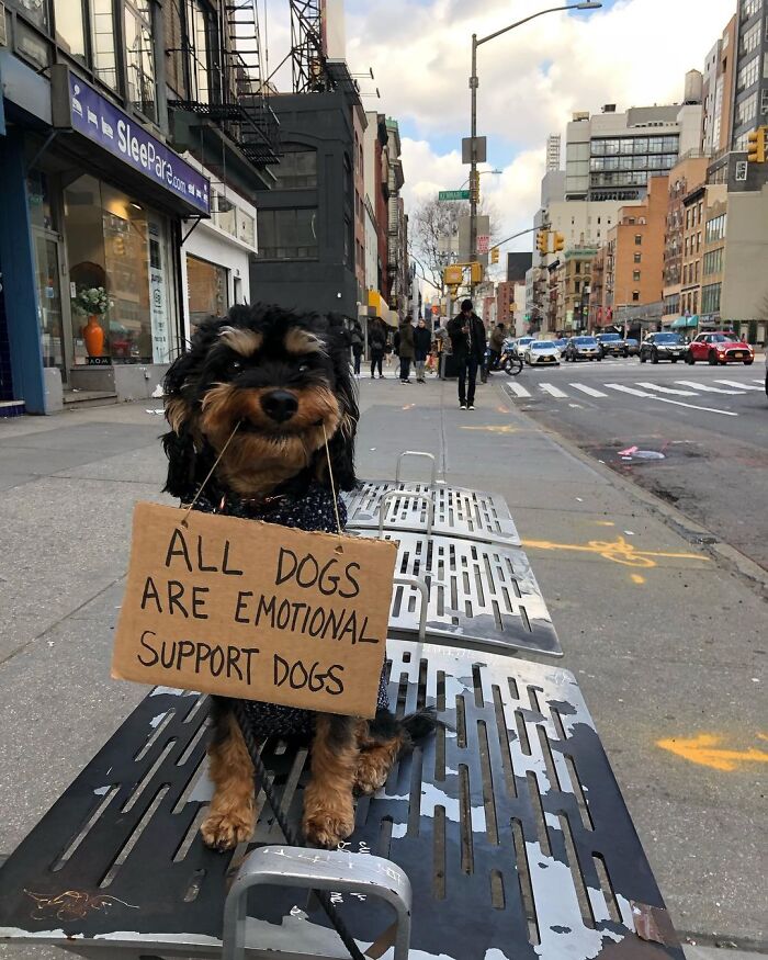EPavlic's tweet photo. We are emotional support humans to our dogs, right @elonmusk? 💕😉🐾 Marvin @cb_doge @westcoastbill @TwixDaPoodle https://t.co/TYqIzEEnGE