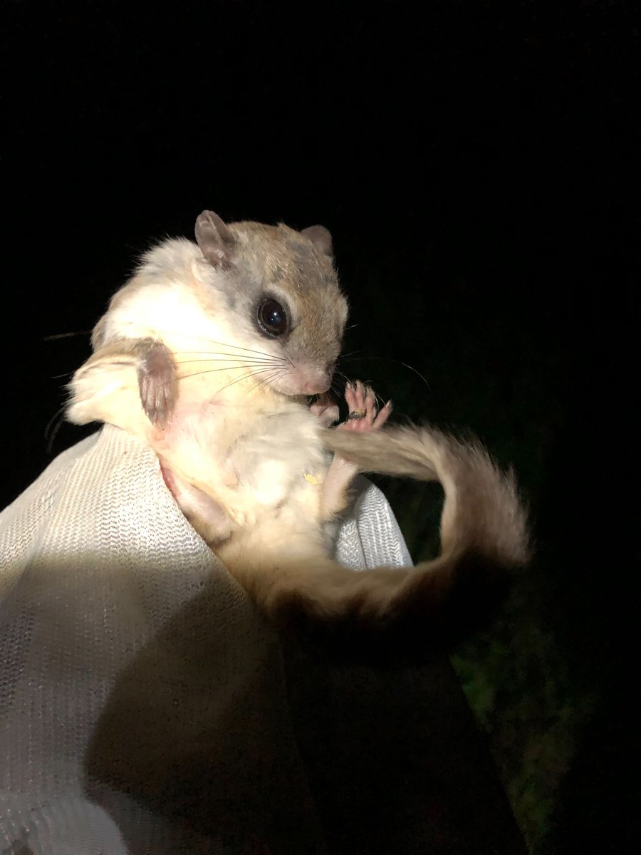 KawarthaFlyer's tweet photo. Meet Brenda, the matriarch of our Kawartha Highlands study. First tagged as an adult in summer 2017, and still roaming her home range today, she is at least 6 yrs old, and features in at least 7 student theses. Photo by @sammstead. https://t.co/0tg6m2GJ6R