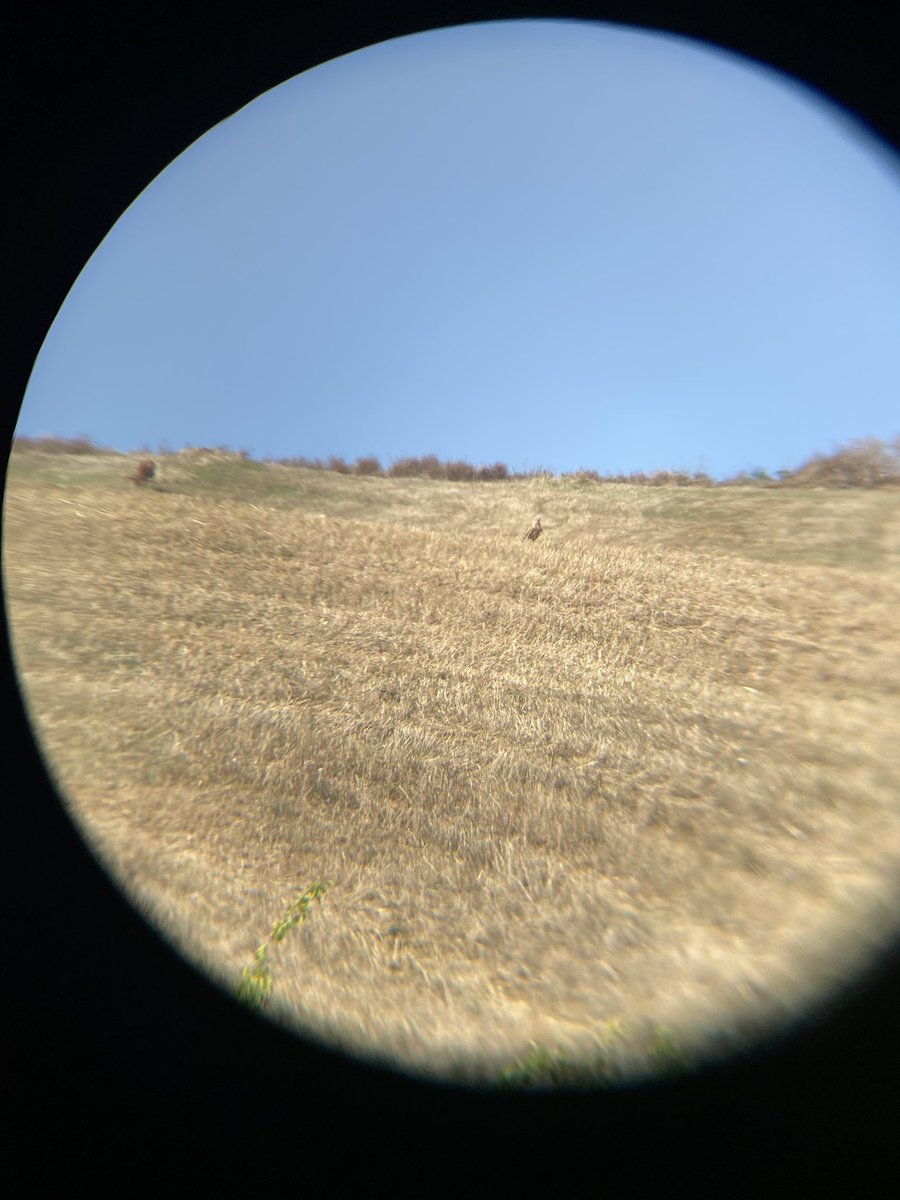 Hangi tür? #hangitür <a href="/alpertuydes/">Alper Tüydeş</a> <a href="/matvor/">Gökçe Coşkun</a> :)