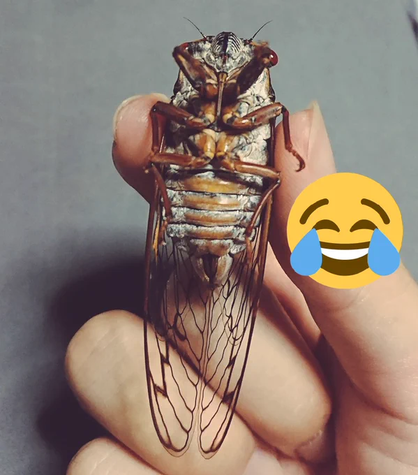 外涼しいわ～って散歩してたらほぼファイナルの!!!!念願の!!!!!!エゾゼミ!!!!!!!わァ～!!!!!!!! 