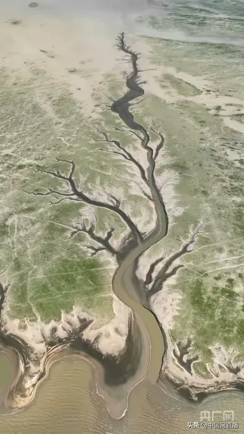 stevewang90's tweet photo. Because of the drought, Poyang Lake is exposed to the bottom of the lake, forming a rare tree-shaped river. https://t.co/iPYZH935CW
