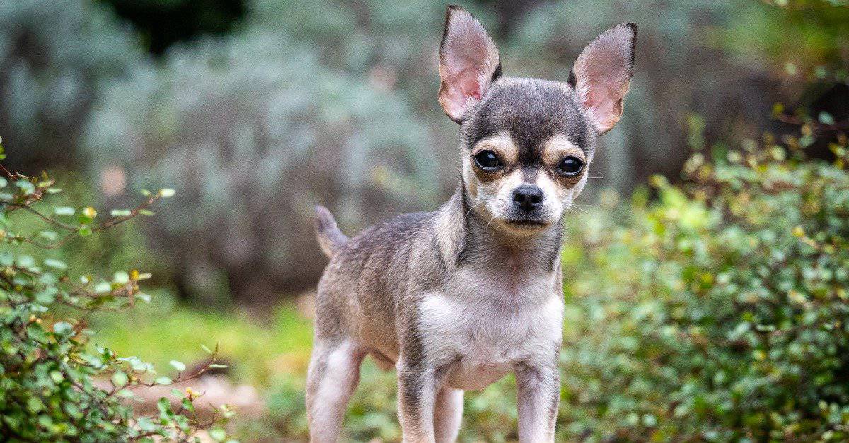 Sibonelo_Mbeje's tweet photo. @akaworldwwide Are you going to respond Bhova or you're no  longer a pit bull you have became a Chihuahua https://t.co/vUkolTsWBK