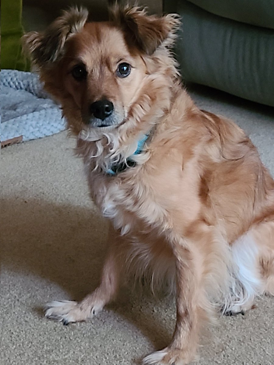 supercooperpup's tweet photo. @JoJoFromJerz This is Wiley Coyote ❤️ https://t.co/mX9ZLpq1G9