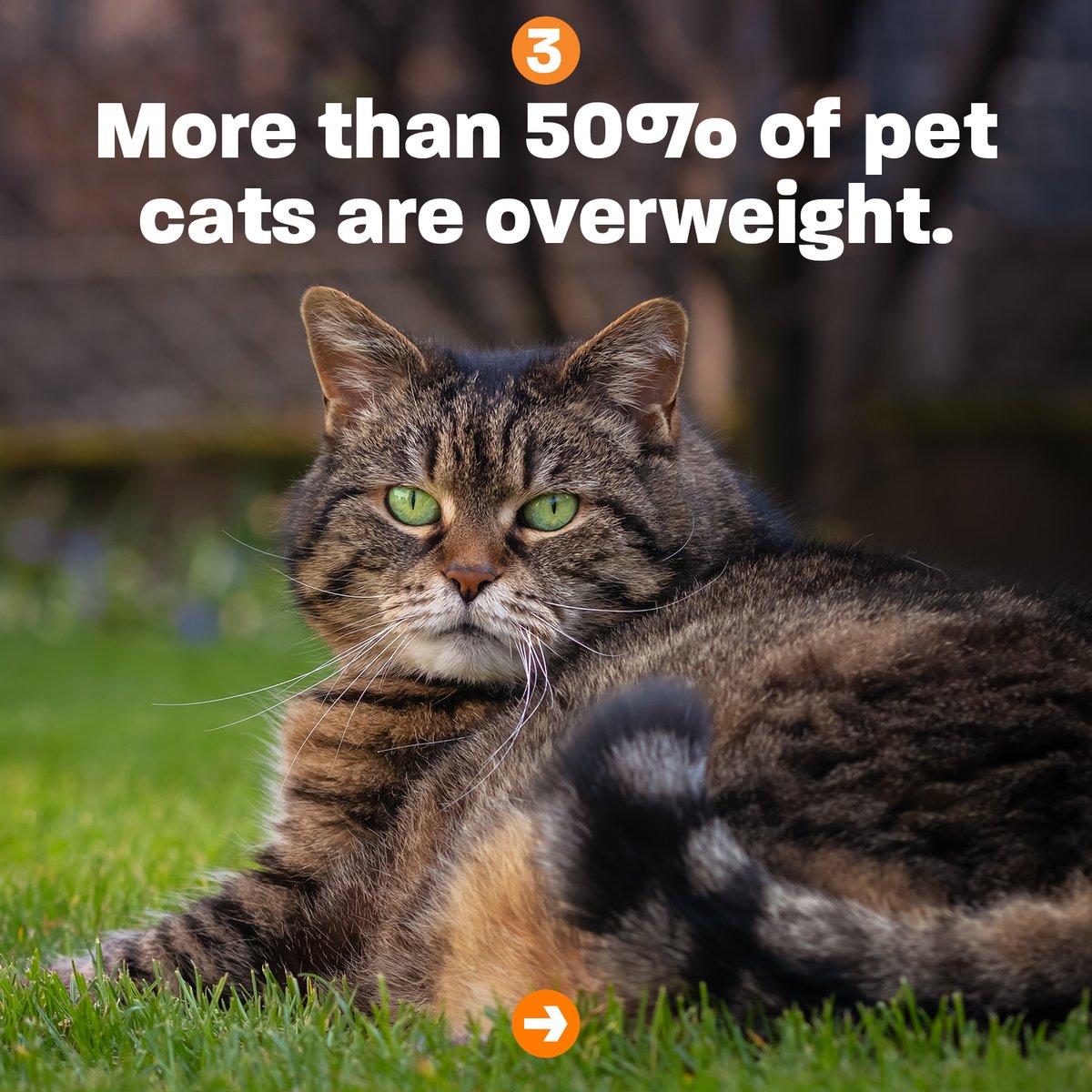 NeuteredScooter's tweet photo. Vet visits shouldn't stop after your kitten gets their boosters!  

Take your cat to the vet every year to get as much time together as you can. 🧡 Preventative care saves lives!

#NationalTakeYourCattotheVetDay #catcare #cattips https://t.co/80tEyH8JrY