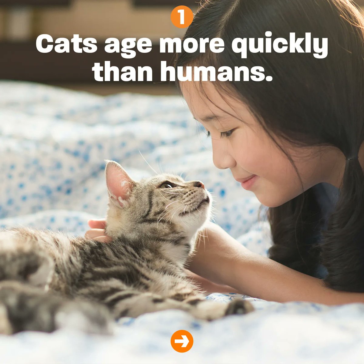NeuteredScooter's tweet photo. Vet visits shouldn't stop after your kitten gets their boosters!  

Take your cat to the vet every year to get as much time together as you can. 🧡 Preventative care saves lives!

#NationalTakeYourCattotheVetDay #catcare #cattips https://t.co/80tEyH8JrY