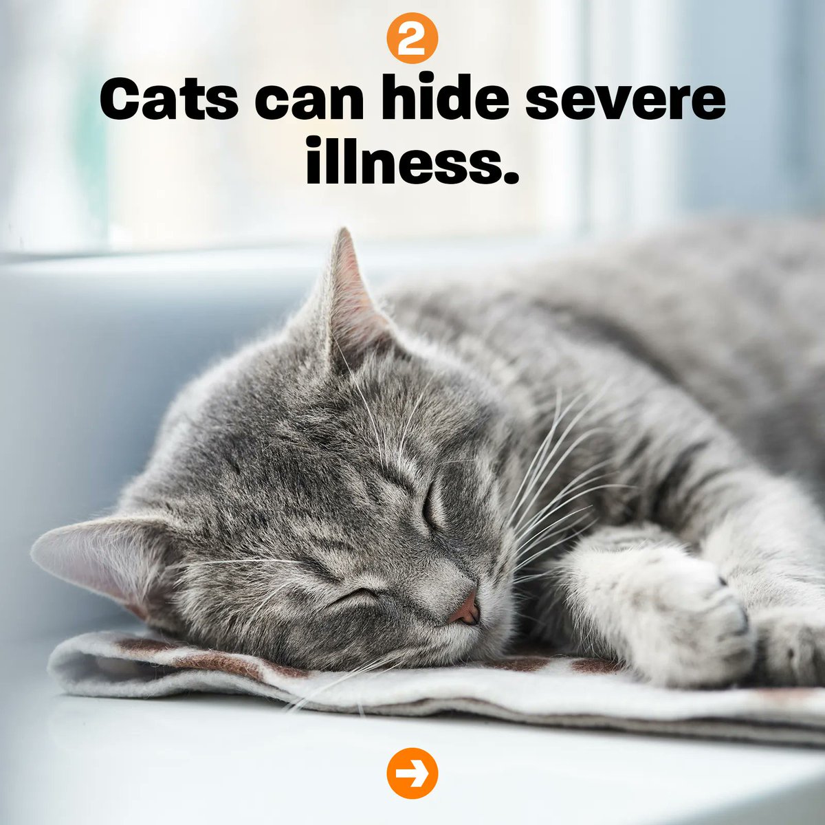 NeuteredScooter's tweet photo. Vet visits shouldn't stop after your kitten gets their boosters!  

Take your cat to the vet every year to get as much time together as you can. 🧡 Preventative care saves lives!

#NationalTakeYourCattotheVetDay #catcare #cattips https://t.co/80tEyH8JrY