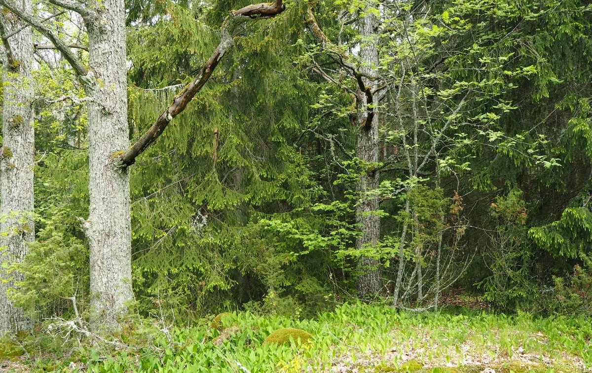 Millaista työtä lehtojen hoito on, kun luontoarvot ovat fokuksessa🌳🌿? Patenttiratkaisuja ei ole, koska kohteet vaihtelevat.Lue ja katso kuvat Lehtokeskusalueiden luontohelmet -hankkeen työstä metsonpolku.fi/fi-FI/Ajankoht… 
#Lehtohelmet #METSOohjelma  #HelmiOhjelma
Kuva: Inna Salminen