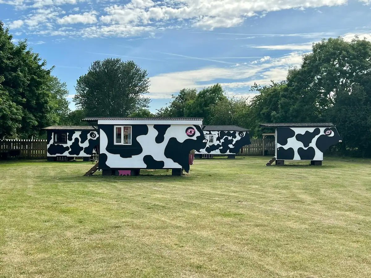 orlagartland's tweet image. baby I can change how about we put our differences aside and spend a weekend in the cow airbnb