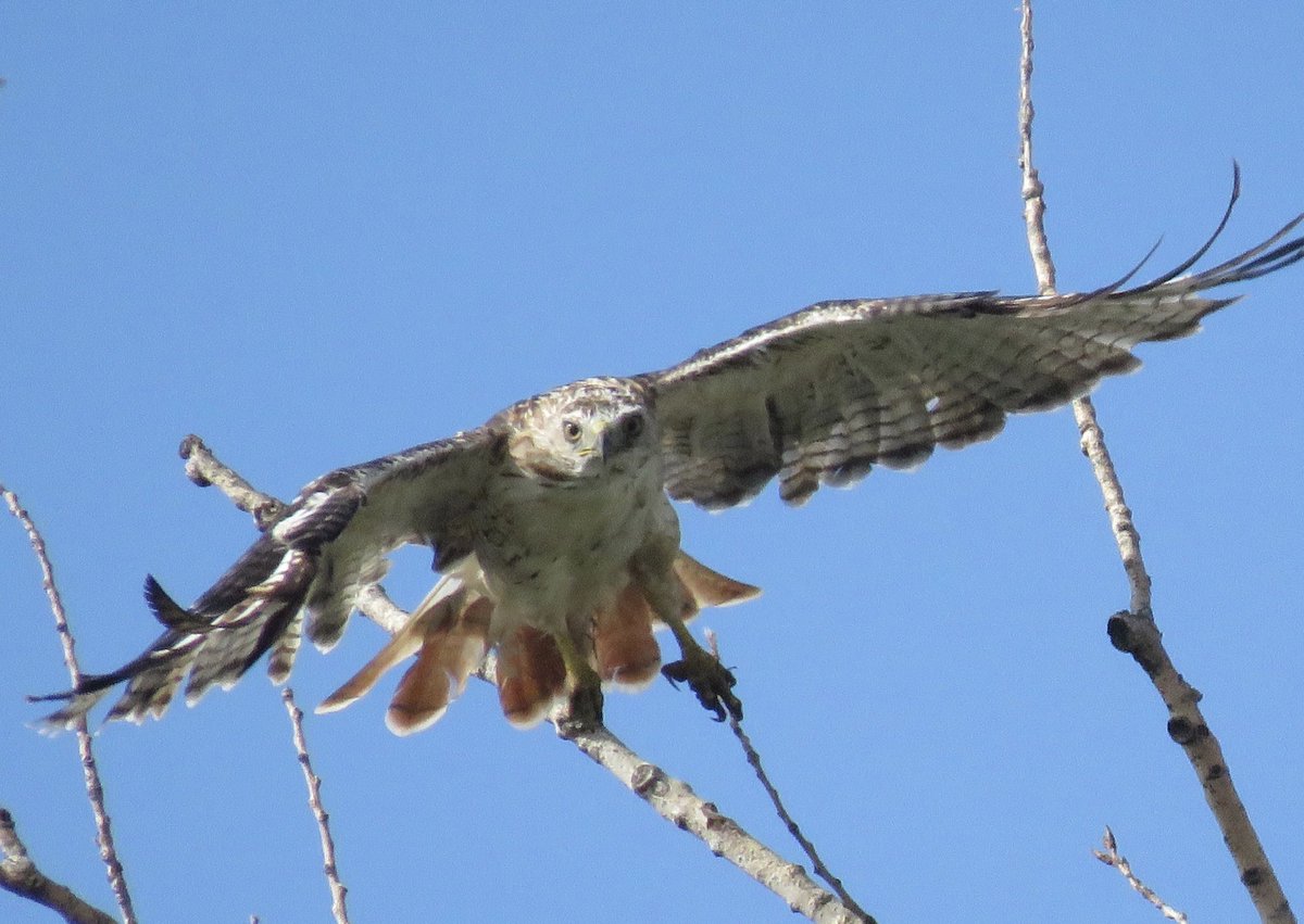 I birded last Saturday all day.  I was happy to get this shot of a Red Tail Hawk on take off.  Hope you all enjoyed a great weekend too!!!