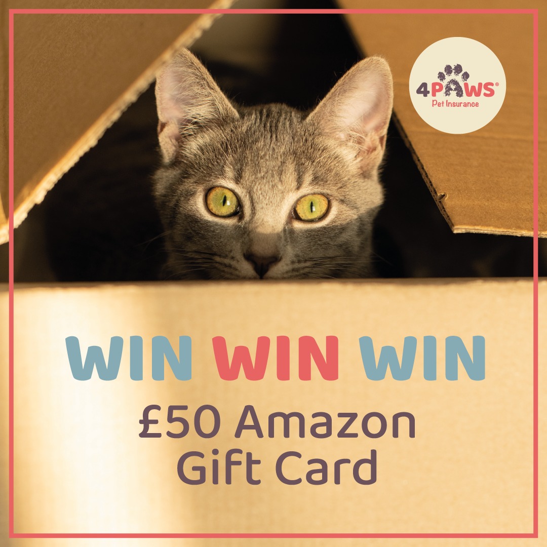 4paws_insurance's tweet image. 🐾 COMPETITION TIME! 🐾 

We're giving you the chance to win a £50 Amazon e-gift card.

To enter;

🐾  Follow @4paws_insurance
🐾  Like &amp;amp; RT this post
🐾  Tag a friend (each tag = one entry so tag away)

Ends 4th September! 

 T&amp;amp;Cs: bit.ly/3TbEMiG

#Win #Giveaway