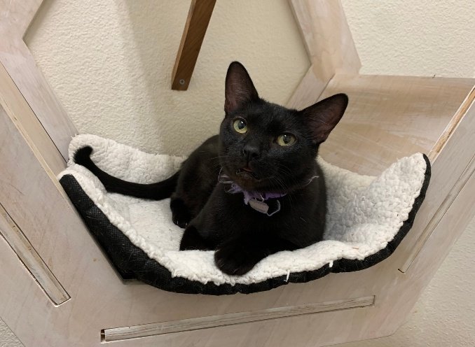 Today's black cat is Nova!! She's the mother of 6 kittens! 🐈‍⬛🖤💕🐈‍⬛💕