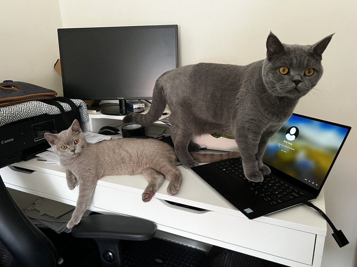 Nicky_Kong1's tweet photo. Working from home fail…! 🤦🏻‍♀️

#helpfulboys https://t.co/YR4YtwVg3N